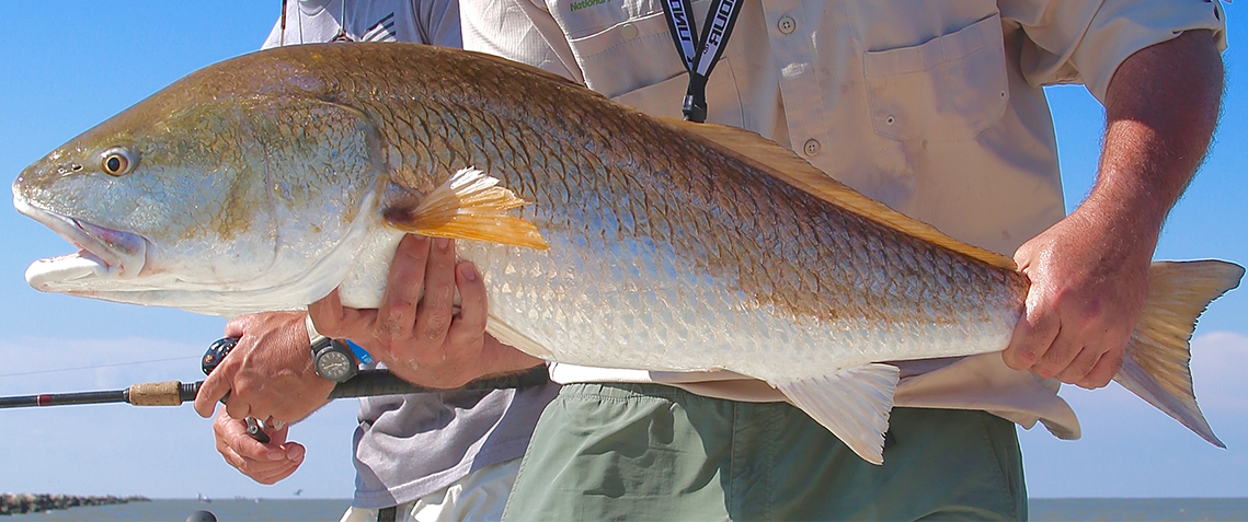 Cranking and Chattering for Redfish
