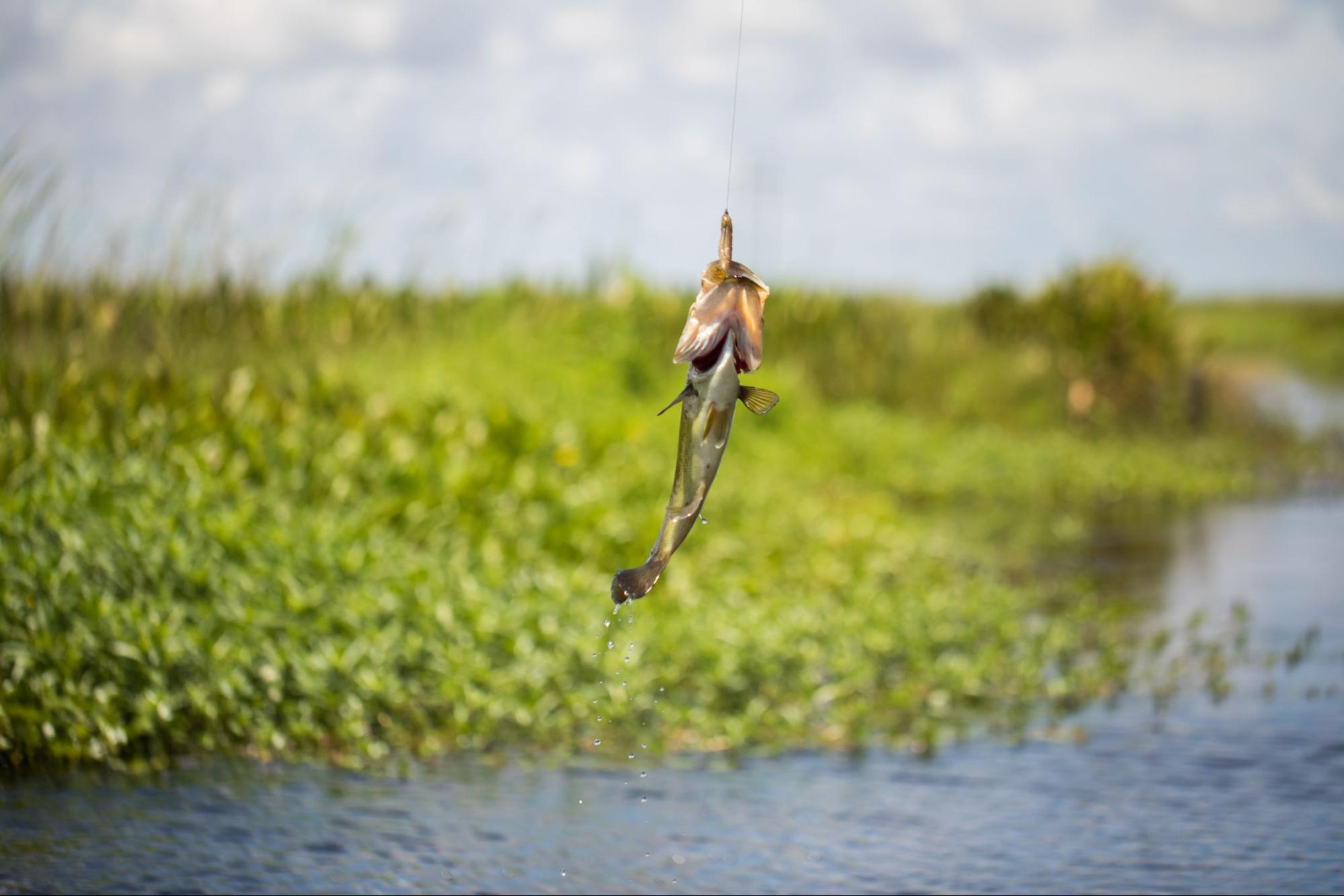 Recipes Archive - Recipes From the Gulf Coast